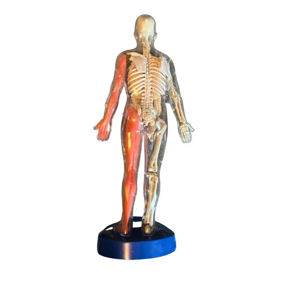 Human Body Model with Tray Removable Human Torso and Body‎ Parts